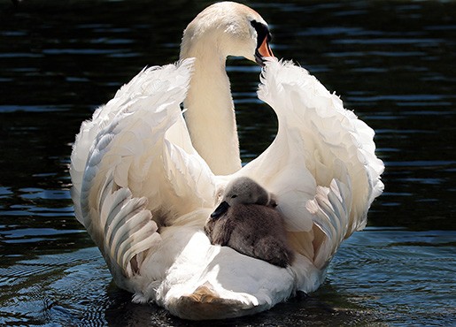 Don’t disregard the ugly duckling Image